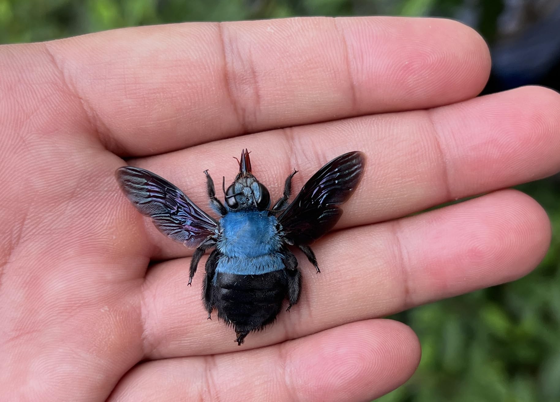 Real Framed Blue Carpenter Bee Dead Dried Bug Shadow Box Black Wooden Frame Taxidermy Bumblebee Specimen Display Oddity Tabletop